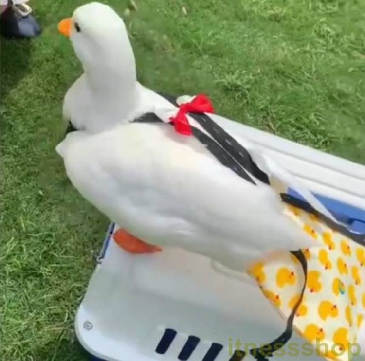 コールダック」の人気商品一覧 | 安い商品を通販サイトから探す - 価格.com