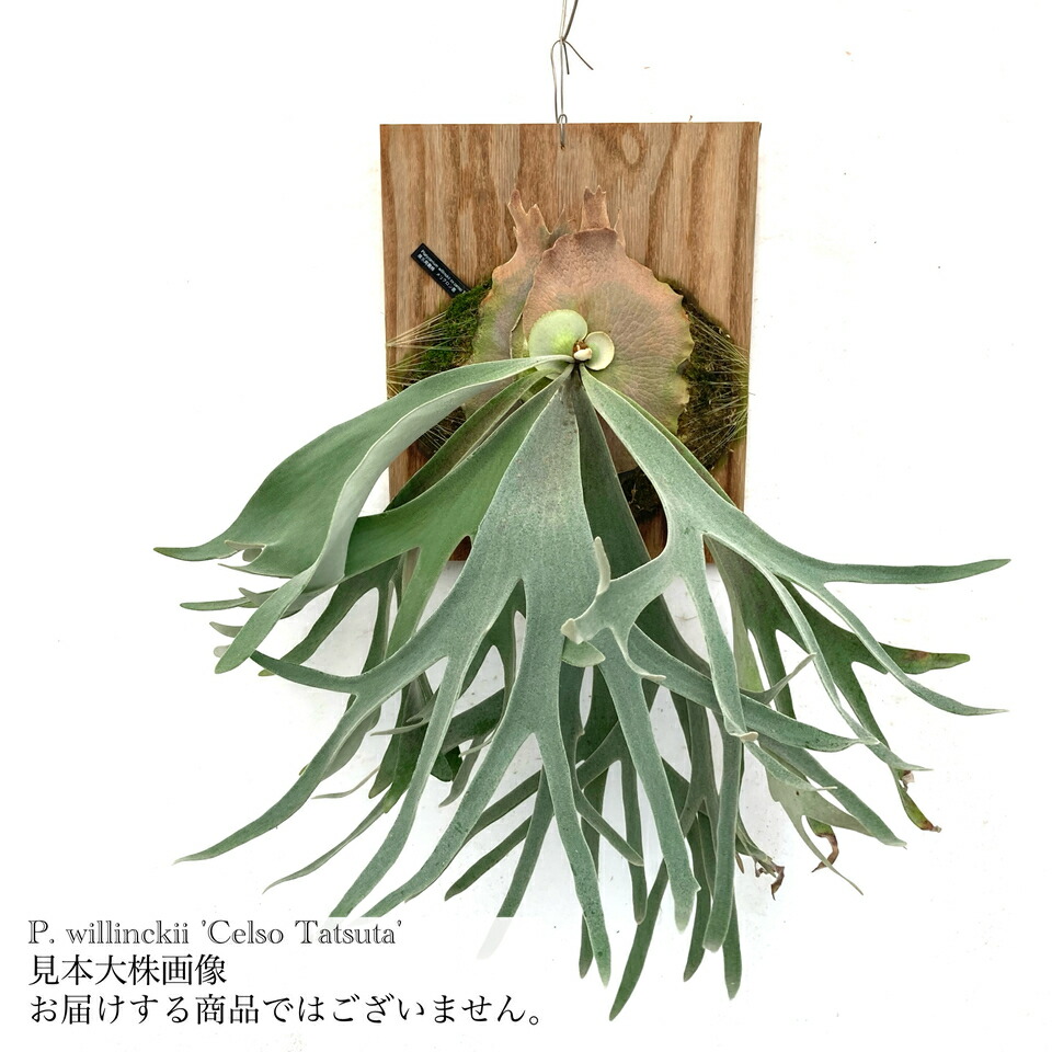 楽天市場】(現品) ビカクシダ ウィリンキー 'セルソタツタ' (TC) (No