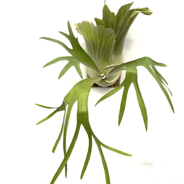 楽天市場】(現品) ビカクシダ ビフルカツム 'タウンズビル' (pup) (No