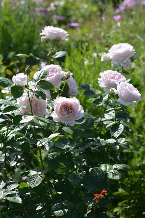 楽天市場】バラ苗【中苗】タフタ 国産苗 6号鉢植え品［農林水産省 品種