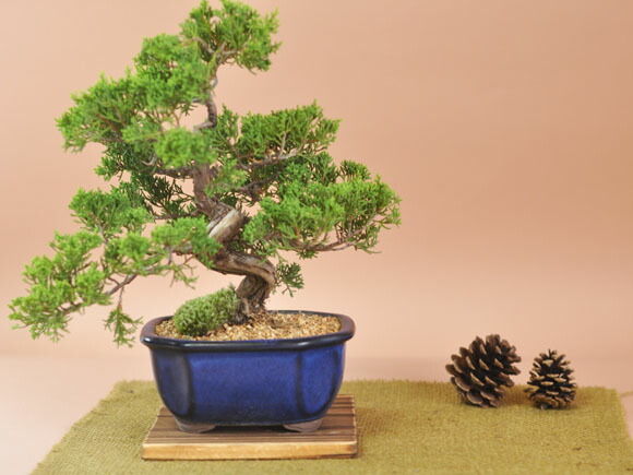 楽天市場】ミニ盆栽 真柏 ジンシャリが見事な特選真柏の盆栽 小品ミニ