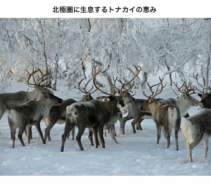 楽天市場】防水加工／超特大サイズ【フィンランド ラップランド製