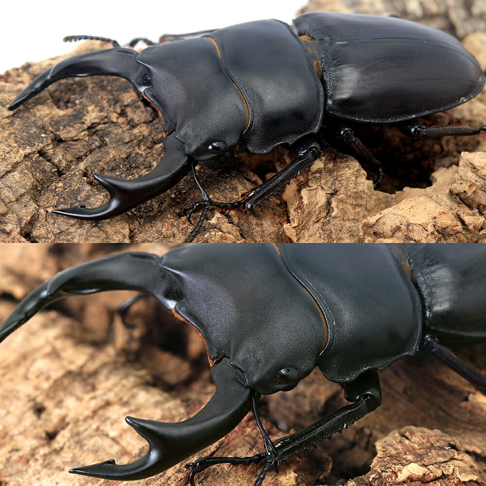 楽天市場】（昆虫）国産オオクワガタ 産地累代数不明 成虫 60