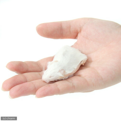 楽天市場】冷凍☆ホッパー カタ養殖 Mice18 冷凍マウス（10匹