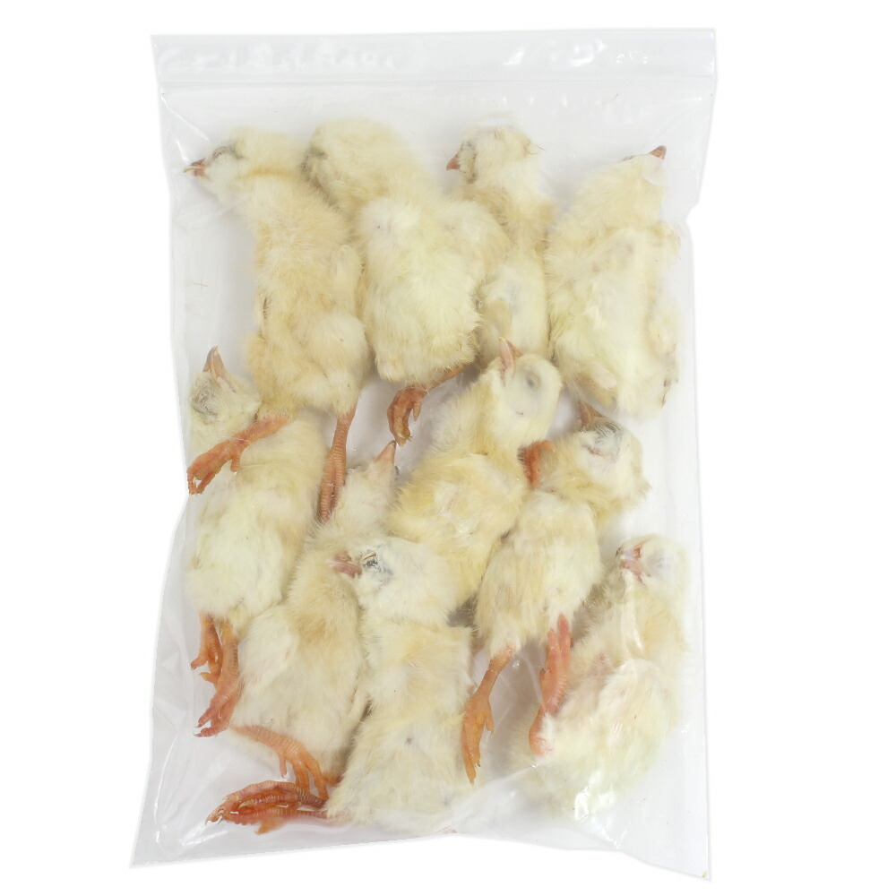 楽天市場】冷凍☆冷凍ヒヨコ 10羽パック 別途クール手数料 常温商品