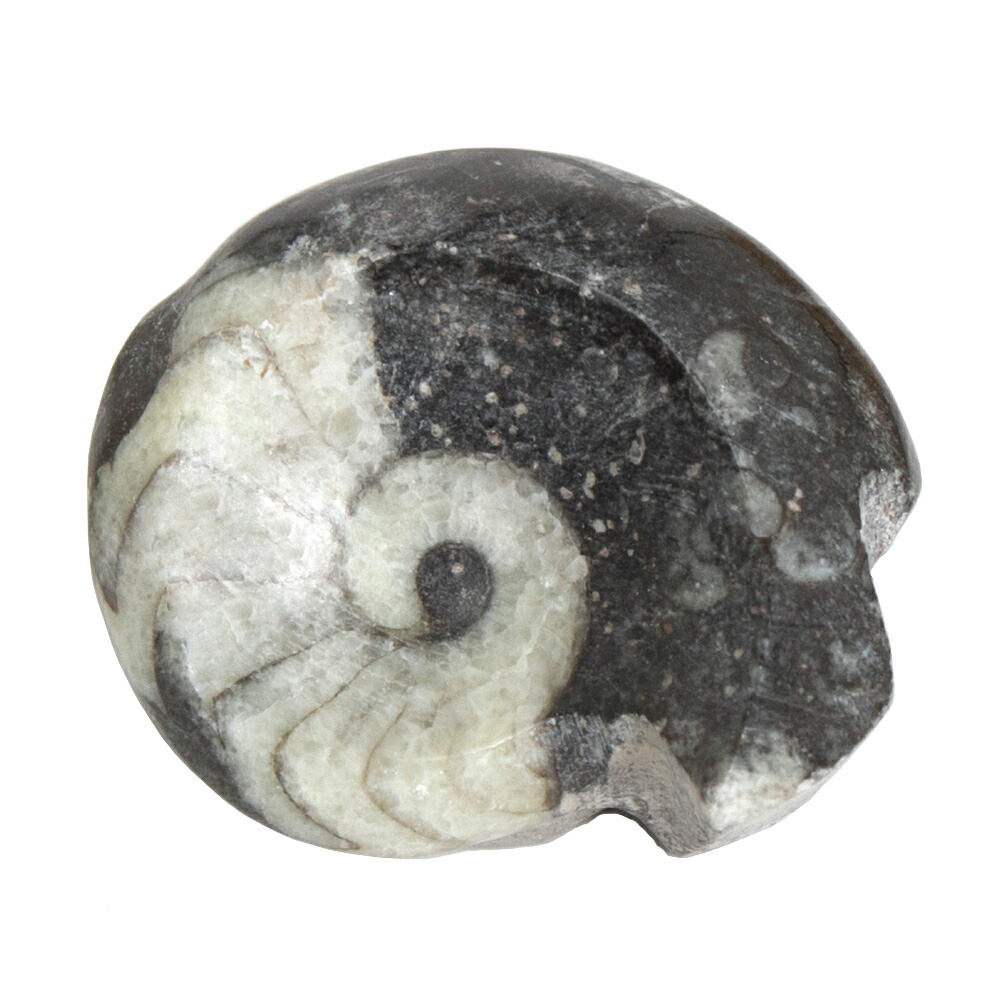 楽天市場】形状お任せ モロッコ産 スポラドセラス アンモナイト M