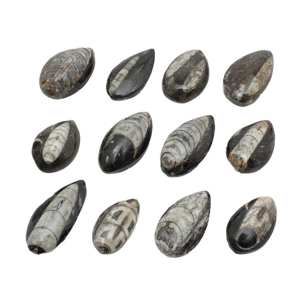 楽天市場】形状お任せ モロッコ産 直角石（オウムガイ） 1個 デボン紀