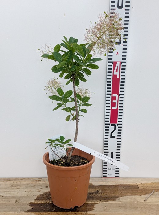 楽天市場】スモークツリー グリーンファウンテン 雌木苗木 4.5号苗