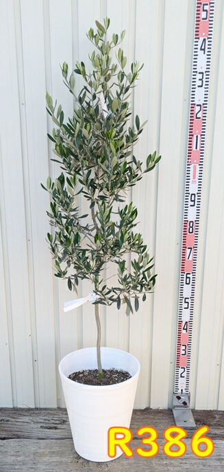 楽天市場】【選べる現品】オリーブの木 シプレシーノ 苗木 10号