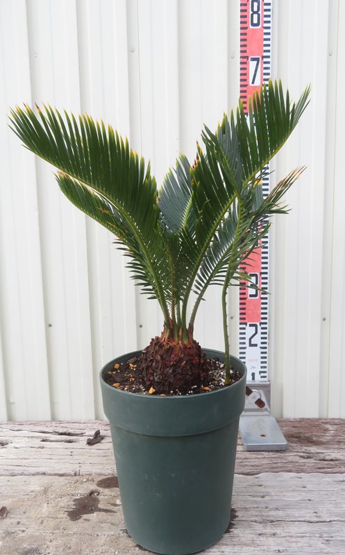 楽天市場】【現品発送】金環蘇鉄(キンカンソテツ) 6号鉢植え 苗木【AK