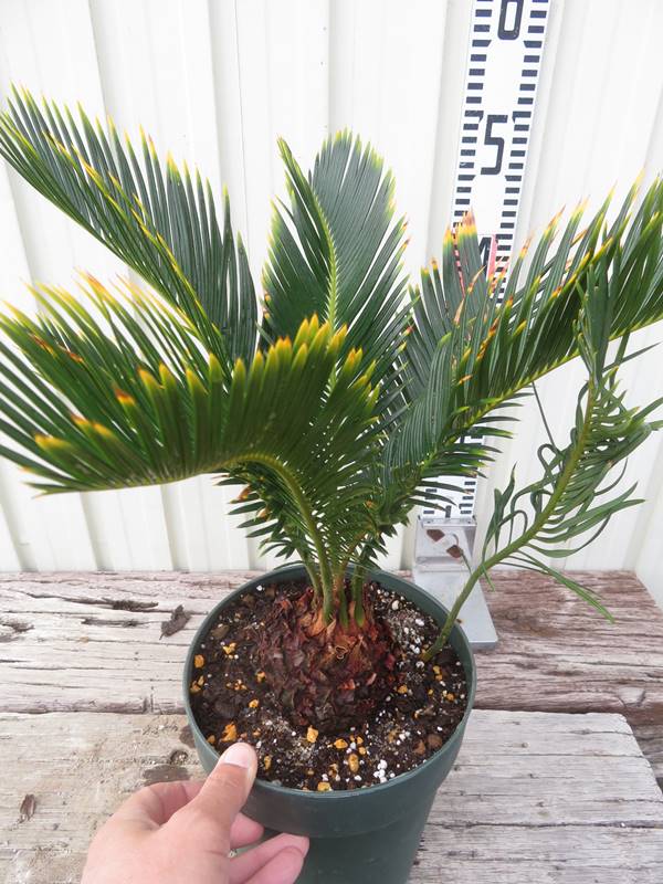 楽天市場】【現品発送】金環蘇鉄(キンカンソテツ) 6号鉢植え 苗木【AK