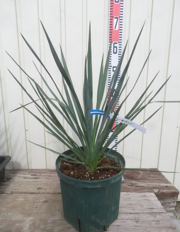 楽天市場】ユッカ リギダ'ブルーセントリー' 7号鉢苗木 : 千草園芸