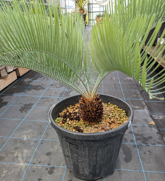 楽天市場】【現品】ソテツ サイカス カイルンシアナ ブルー 球体直径約