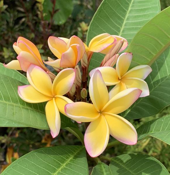 楽天市場】プルメリア 5号鉢苗「カリフォルニアサンセット」 : 千草園芸
