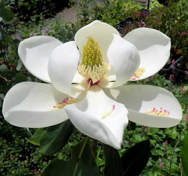 楽天市場】【選べる現品】タイサンボク 直立性リトルジェム ケイパリス