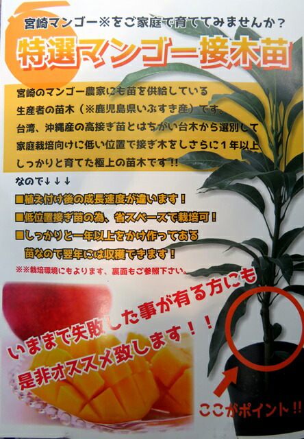 楽天市場】【現品発送】マンゴー マハチャノック 6号接ぎ木苗 : 千草園芸