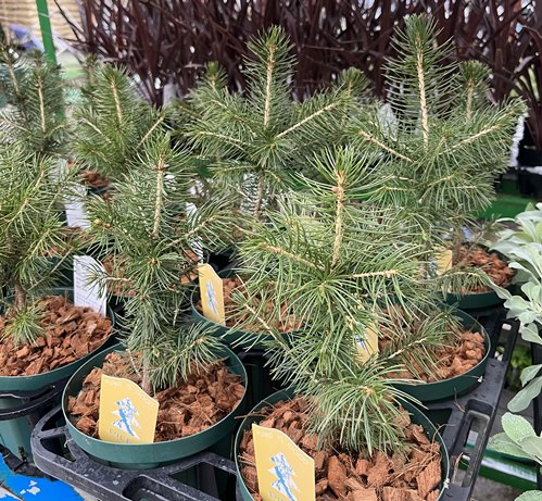 ブンゲンストウヒ スーパーブルー 特大苗木最高等級極上品‼️ 希少品種