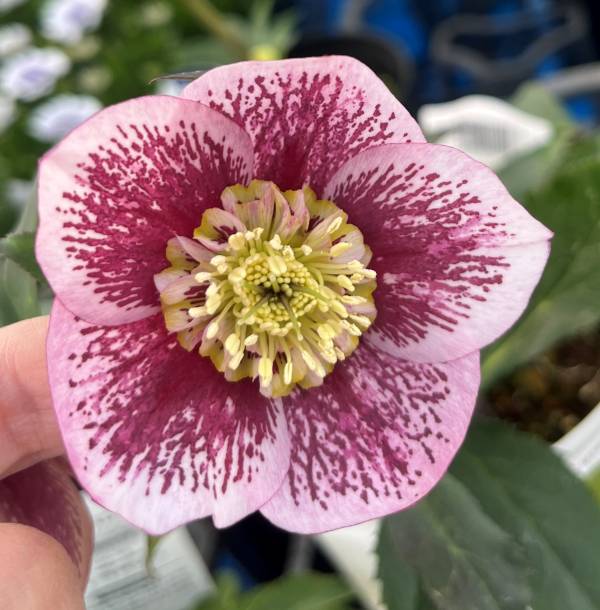 楽天市場】【現品】クリスマスローズ セミダブル咲き ピンク系