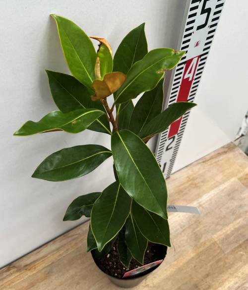 楽天市場】四季咲きタイサンボク 「リトルジェム」 4.5号苗木（e05