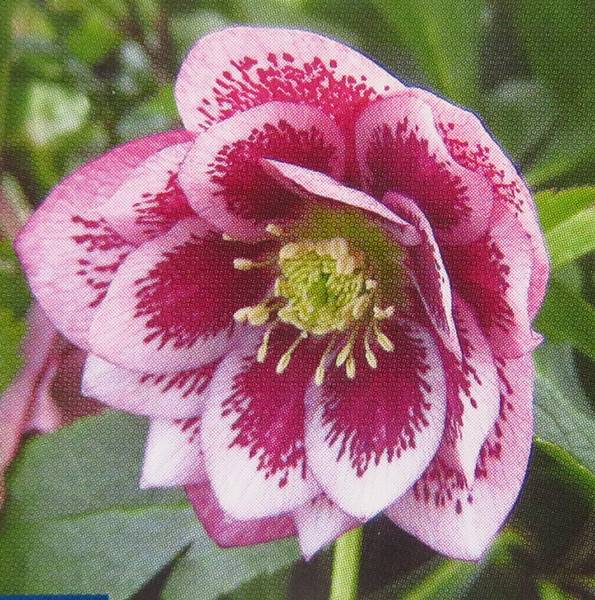 楽天市場】クリスマスローズ ダブル咲き ピンクブロッチ 3号苗 実生苗