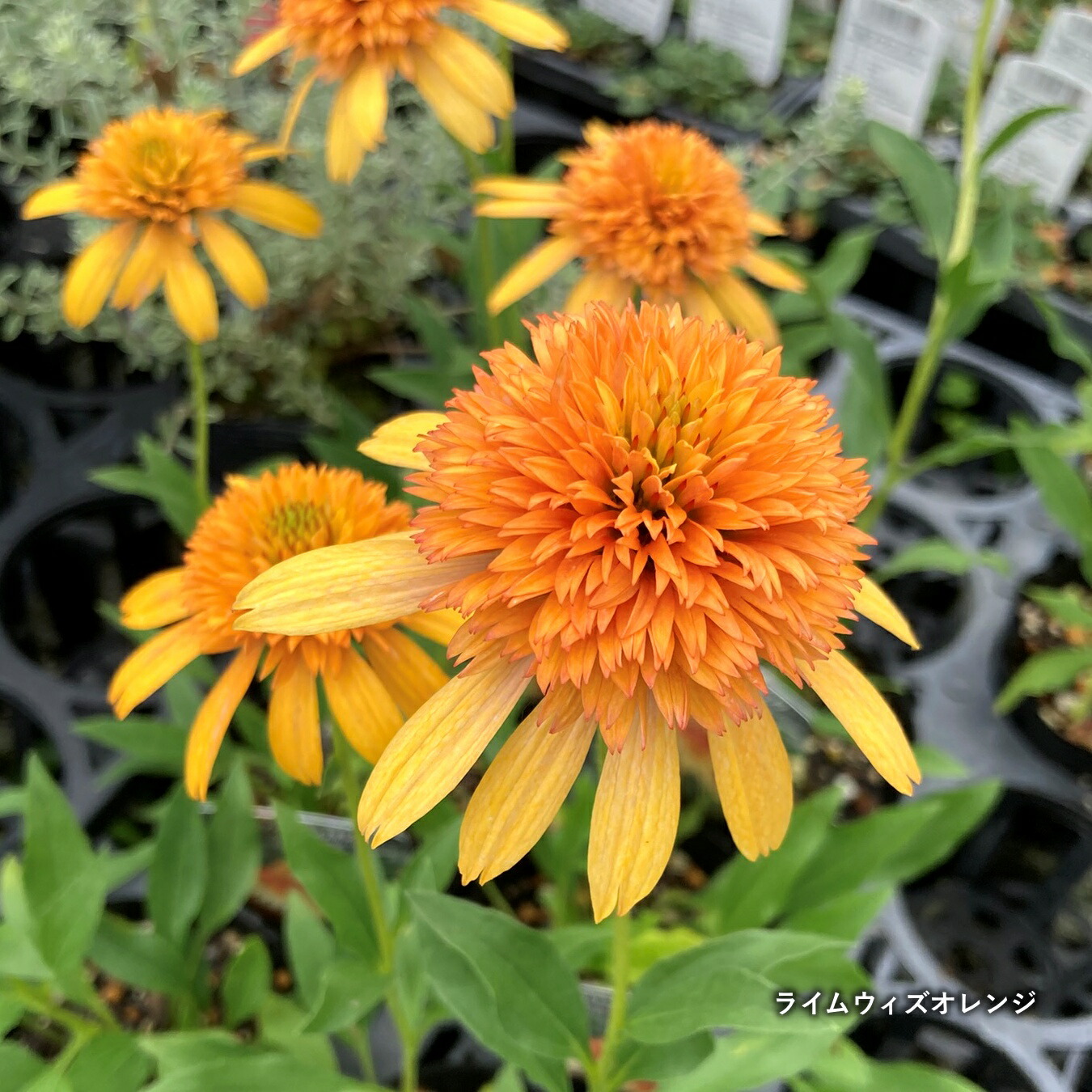 楽天市場】エキナセア ライムウィズオレンジ 3.5号苗(c12) : 千草園芸