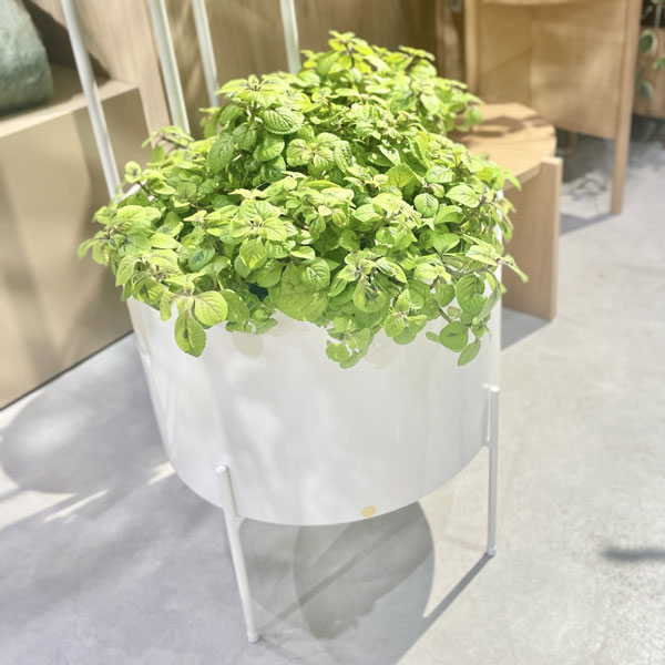 楽天市場】Hubsch(ヒュプシュ) エアリープランターラージ Φ42 ホワイト