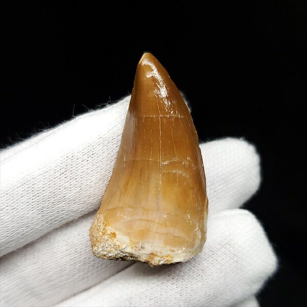 楽天市場】【送料無料】【モササウルス/化石/歯/恐竜】 美品