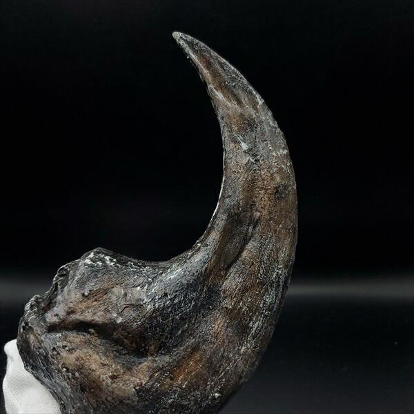 楽天市場】【送料無料】【アロサウルス /恐竜/化石】 アロサウルス 爪