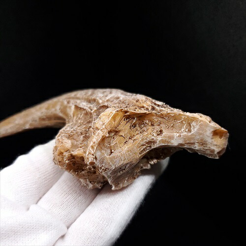 楽天市場】【送料無料】【アロサウルス /恐竜/化石】 アロサウルス 爪