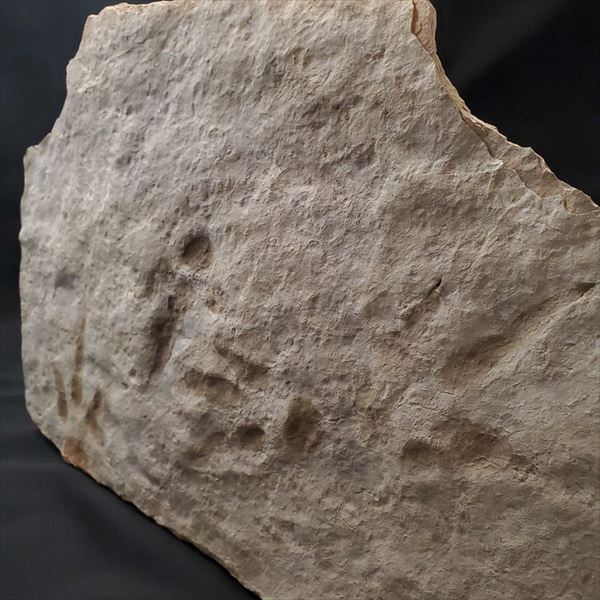 楽天市場】【送料無料】【グラレーター/化石/足跡/恐竜】希少