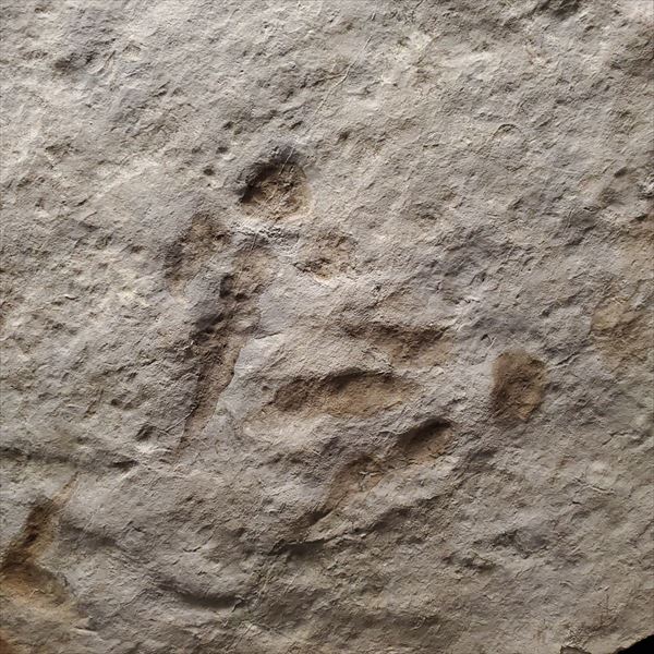 楽天市場】【送料無料】【グラレーター/化石/足跡/恐竜】希少