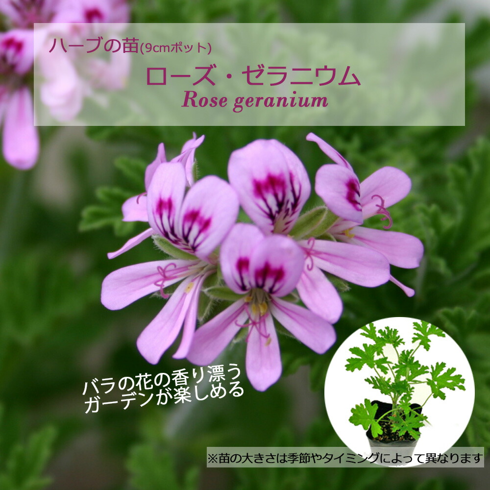 楽天市場】ゼラニウム 種の通販