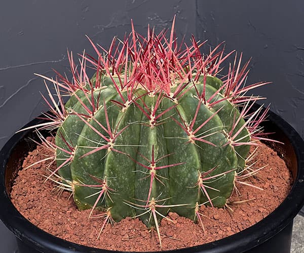 楽天市場】観葉植物/フェロカクタス：赤鳳 8号鉢植え : 園芸ネット プラス