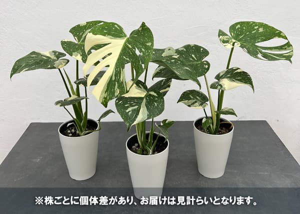 楽天市場】観葉植物/モンステラ：タイコンステレーション（散斑）4号鉢