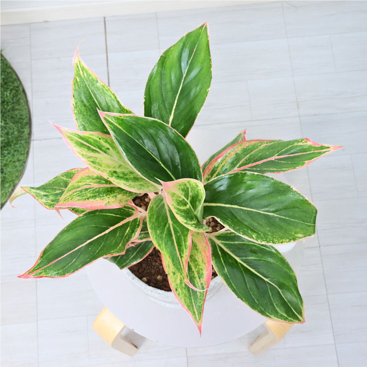 楽天市場】大株 アグラオネマ デーンサイアム 高さ約39cm エッグ