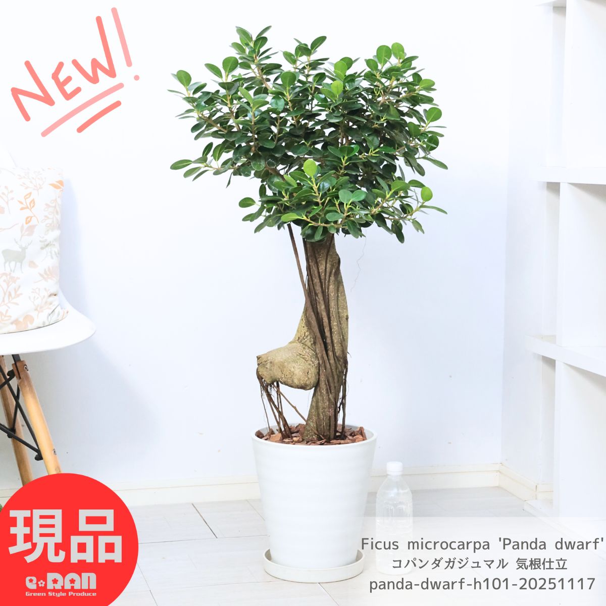 観葉植物 ガジュマル パンダガジュマル」の人気商品一覧 | 安い商品を
