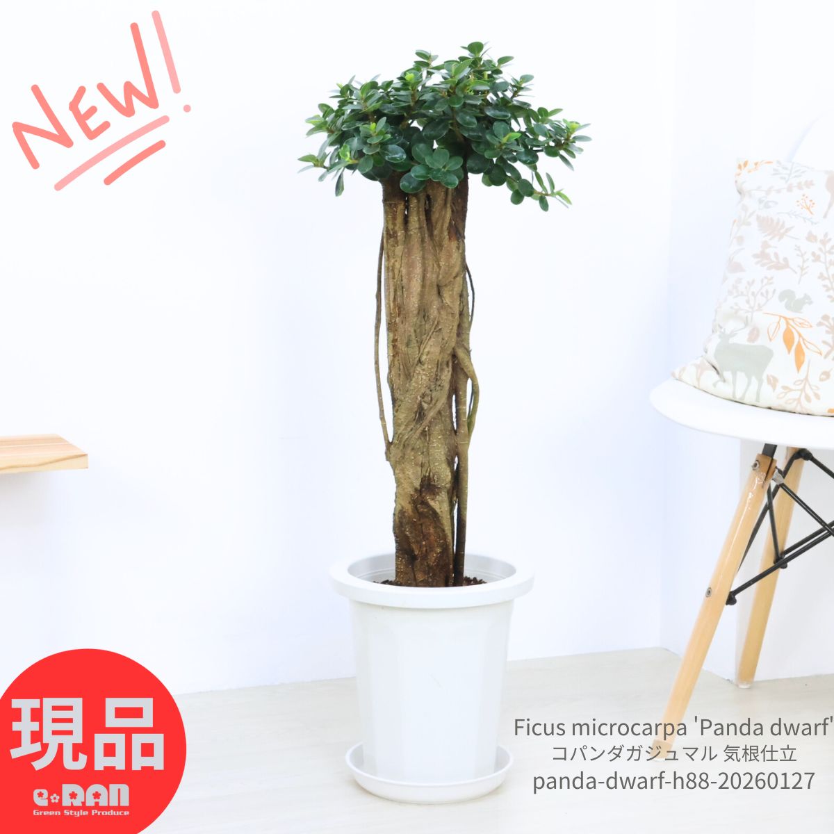 楽天市場】＼ポイント5倍／観葉植物 希少種 コパンダガジュマル 高さ約