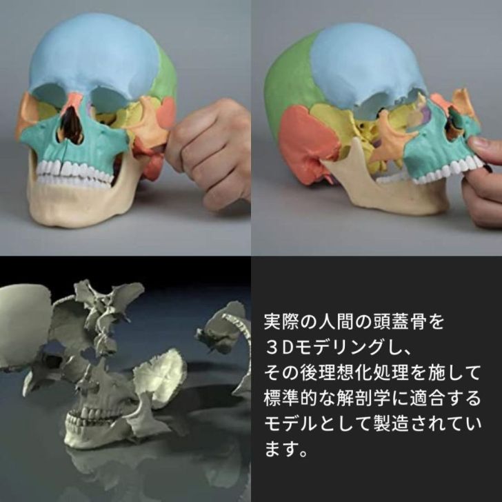 楽天市場】Erler Zimmer (エルラージマー) 22分割 頭蓋骨 模型