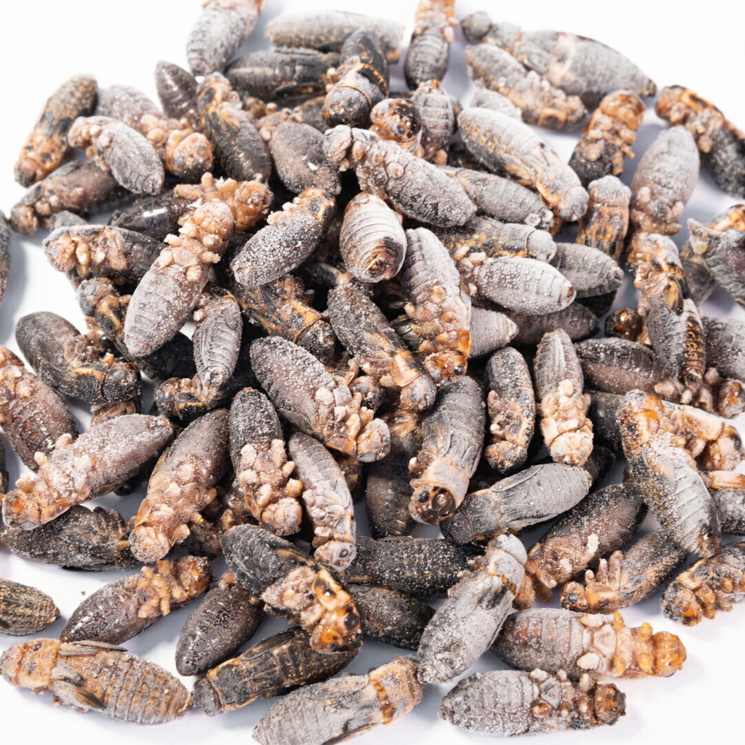 楽天市場】冷凍コオロギ ML 100g 300g 500g 1kg 送料無料 2cm程度