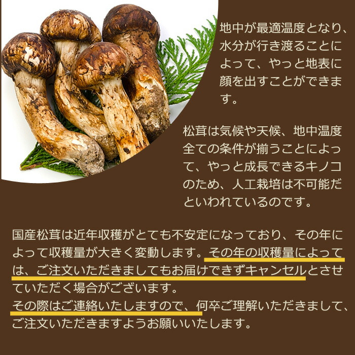楽天市場】2026年10月分予約 【全額返金】国産 松茸 中つぼみ(半開き