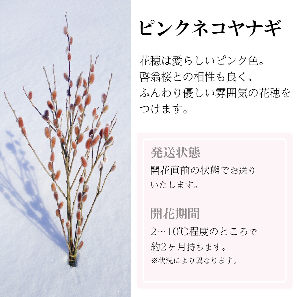 楽天市場】【ふるさと納税】 啓翁桜とピンクネコヤナギセット ( 50