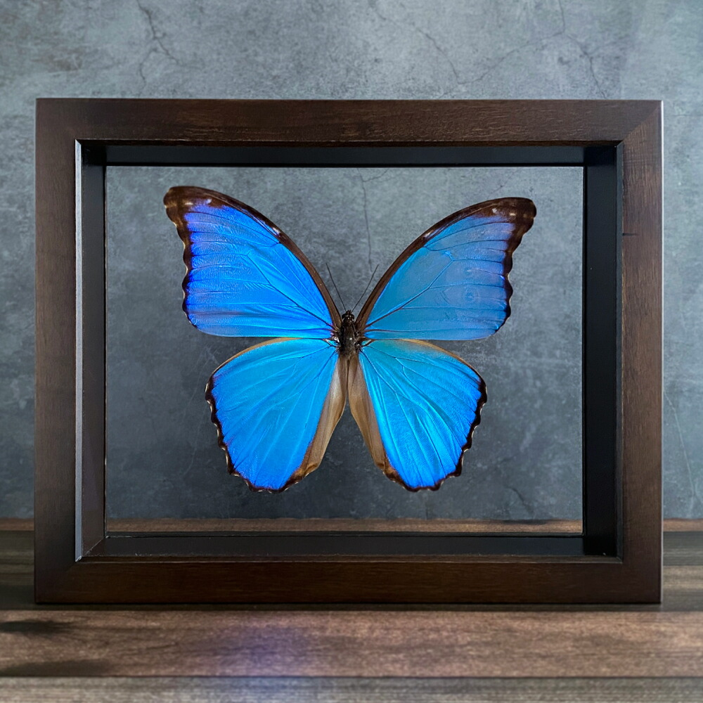 最終価格‼️エガー-モルフォチョウ♀ 標本ブルー型南米ブラジル産 美麗