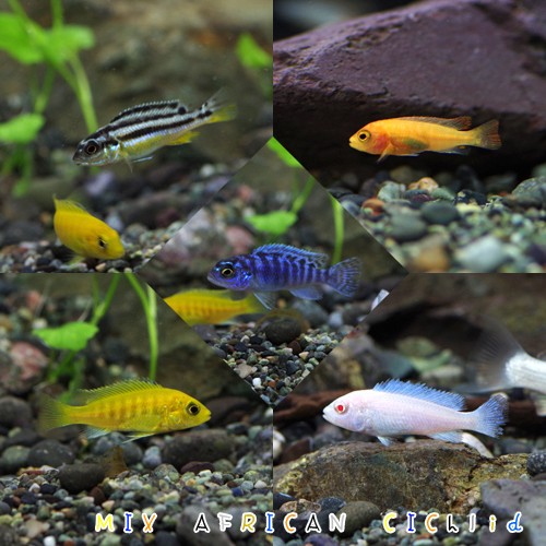 楽天市場】(熱帯魚 生体)ミックス・アフリカンシクリッド （約2-3cm
