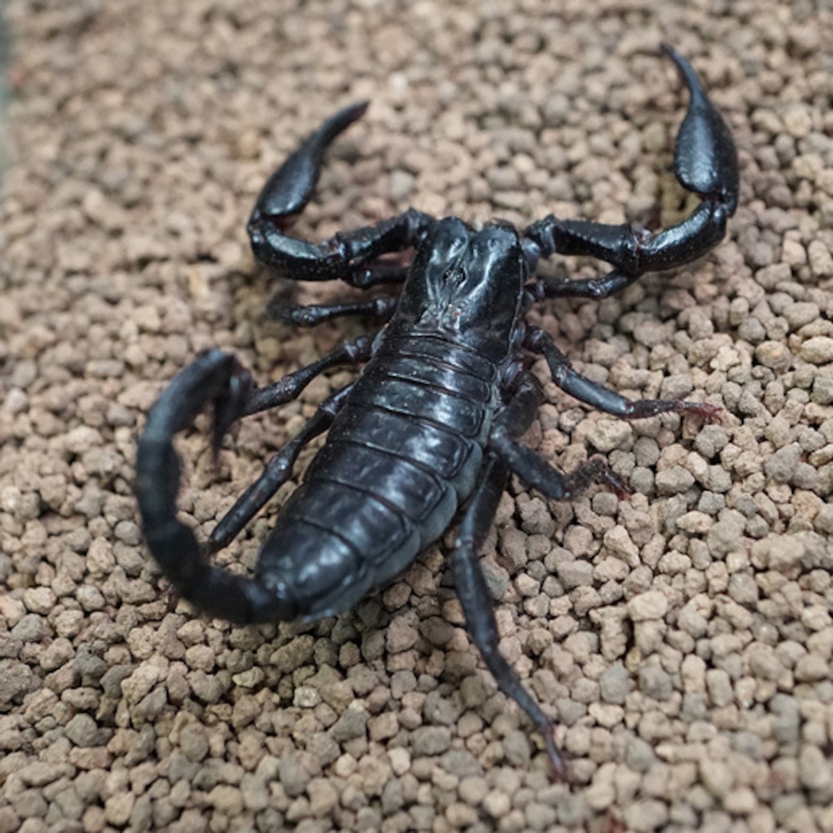 楽天市場】アジアンフォレストスコーピオン2匹 ベビー ベトナム産