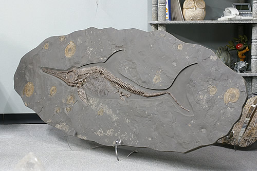 楽天市場】博物館クラス イクチオサウルス化石 : ギャラリーメイスン