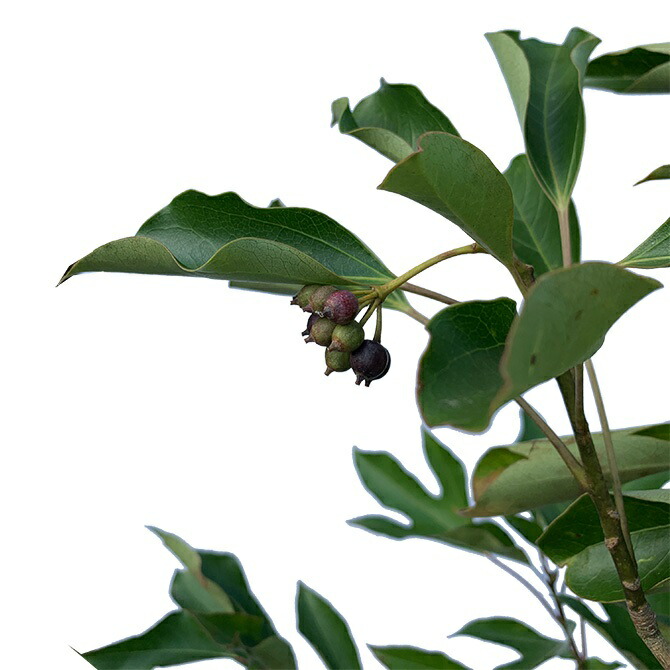 楽天市場】【大型商品】カクレミノ 株立 樹高2.5m前後 露地苗 シンボル