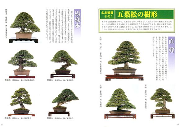 楽天市場】【書籍】盆栽 五葉松の育て方 本 ブック 近代出版【盆栽