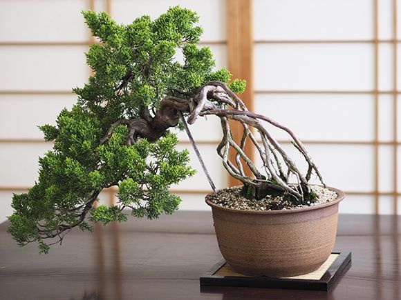 楽天市場】盆栽 真柏 懸崖の根上がりの真柏 懸崖 根上がり 大型 大品