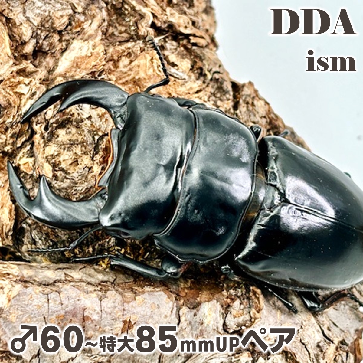 楽天市場】【DDA】ブータンアンタエウス(ダンブー) 成虫 ♂65～特大