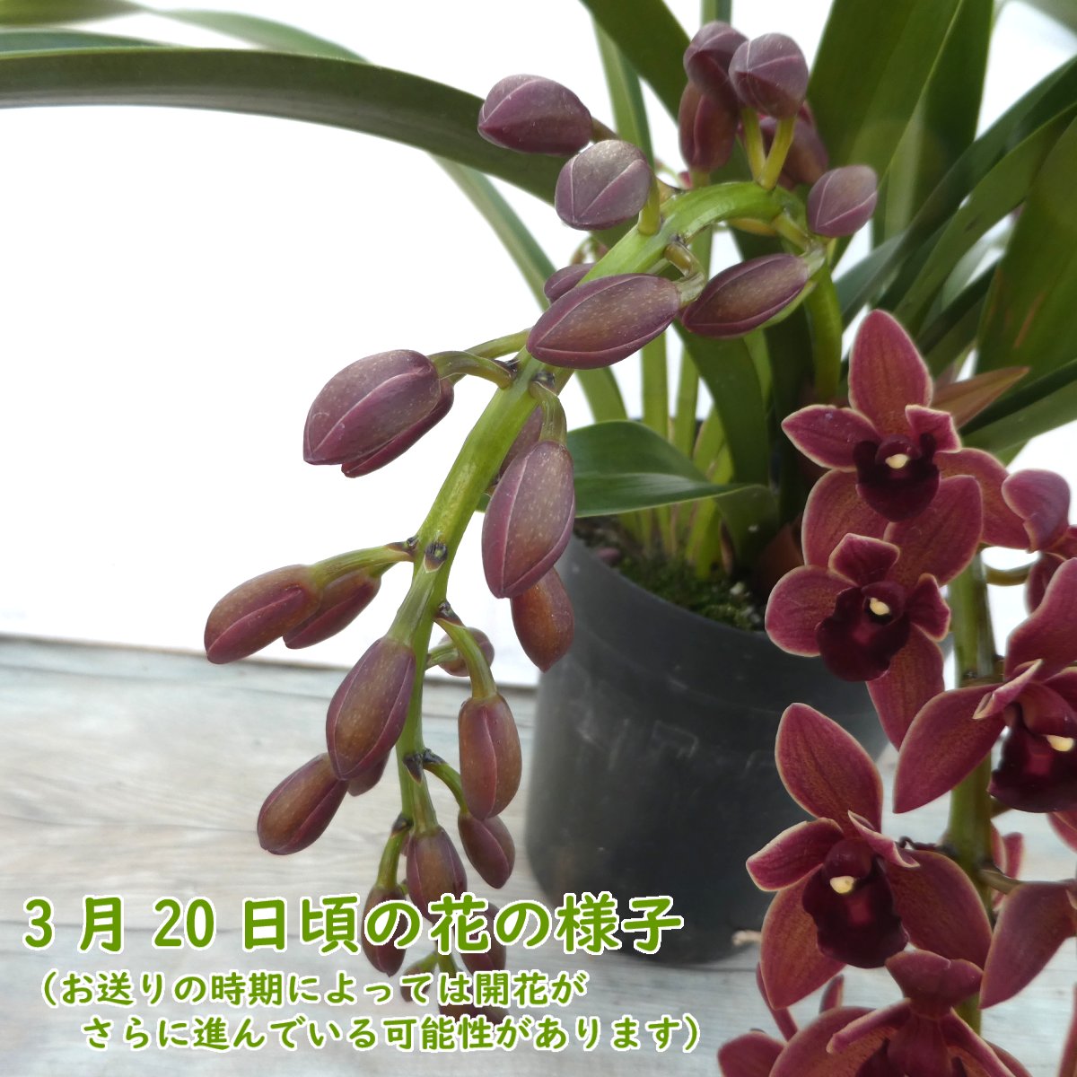 楽天市場】【 花芽3つ付き 】 シンビジウム 原種 「 フォアゴットン